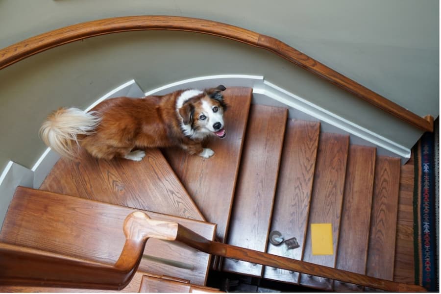 A dog standing on a wooden staircase